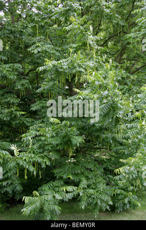 Wingnut caucasien Fleurs, Elaeagnus commutata, Juglandacées Banque D'Images