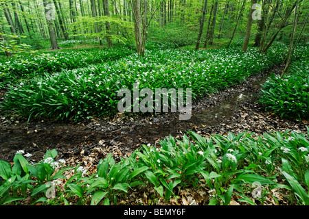 L'ail des ours (Allium ursinum / rançon) floraison dans caduques, Hallerbos, Belgique Banque D'Images