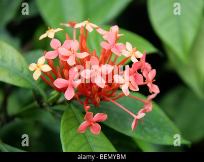 Géranium Jungle aka Flamme de la forêt ou jungle Flame, Ixora coccinea 'Peter' Rapsey, Rubiaceae, Asie Banque D'Images