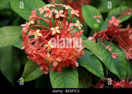 Géranium Jungle aka Flamme de la forêt ou jungle Flame, Ixora coccinea 'Peter' Rapsey, Rubiaceae, Asie Banque D'Images