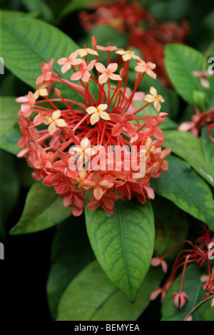 Géranium Jungle aka Flamme de la forêt ou jungle Flame, Ixora coccinea 'Peter' Rapsey, Rubiaceae, Asie Banque D'Images