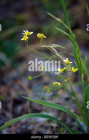 L'UVIC, Garry Oak Meadow Projet de restauration, dans l'ouest de buttercup (Ranunclus occidentalis) Banque D'Images