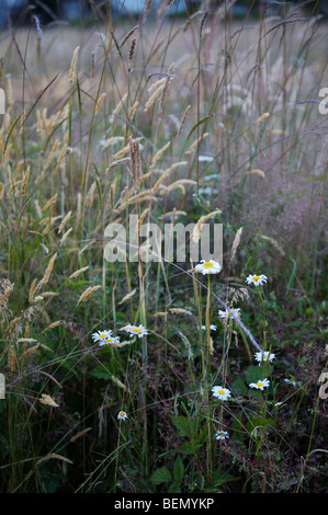 L'UVIC, Garry Oak Meadow Projet de restauration Banque D'Images