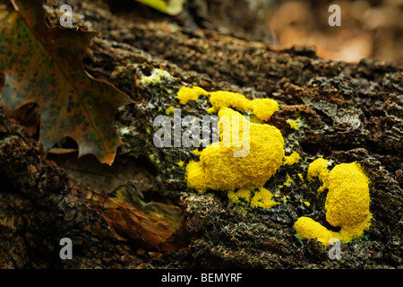 Oeufs brouillés / chien vomit slime slime mold (Fuligo septica) sur le tronc de l'arbre dans la forêt Banque D'Images