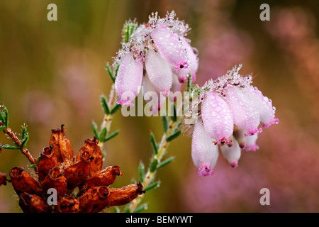 Les feuilles de bruyère (Erica tetralix), Belgique Banque D'Images