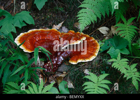 Champignon Ling Chih Ganoderma lucidum trouvé dans le Michigan USA champignons comestibles Reishi personne photos la nature verte est inspiration haute résolution Banque D'Images