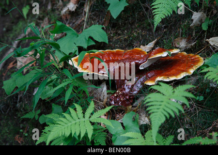 Champignon Ling Chih Ganoderma lucidum trouvé dans le Michigan USA US Red Reishi champignons comestibles photos de gros plan d'en haut personne horizontal haute résolution Banque D'Images