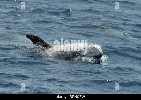 Dauphin de Risso, Grampus griseus, surfaçage, Açores, Océan Atlantique. Banque D'Images