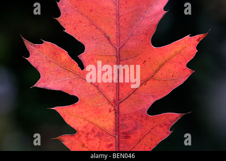 Feuille de chêne rouge (Quercus rubra) passe au rouge en automne Banque D'Images