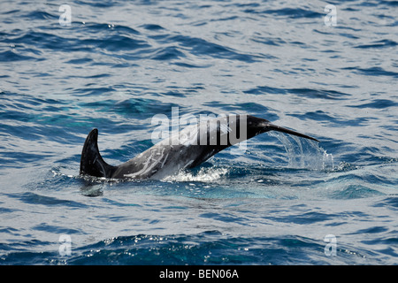 Dauphin de Risso, Grampus griseus, fluking avant une plongée, des Açores, de l'océan Atlantique. Banque D'Images