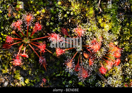 Le rossolis commune / round-leaved Sundew (Drosera rotundifolia) croissant dans bog Banque D'Images