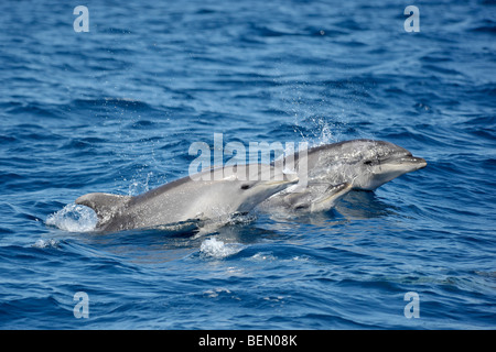 Les grands dauphins communs, Tursiops truncatus, marsouinage. Açores, Océan Atlantique. Banque D'Images