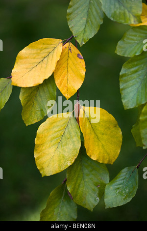 Feuilles de hêtre (Fagus sylvatica) couleur tournant à l'automne, Belgique Banque D'Images