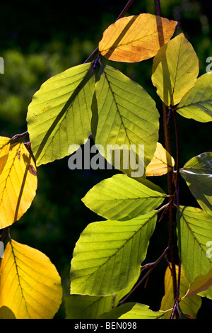 Feuilles de hêtre (Fagus sylvatica) couleur tournant à l'automne, Belgique Banque D'Images