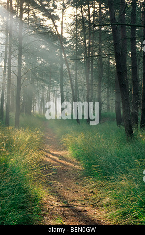 Soleil traversant une forêt de pins avec le pin sylvestre (Pinus sylvestris), Belgique Banque D'Images
