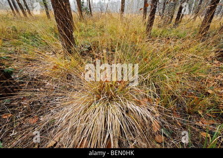 Canche cespiteuse (Deschampsia cespitosa), Belgique Banque D'Images