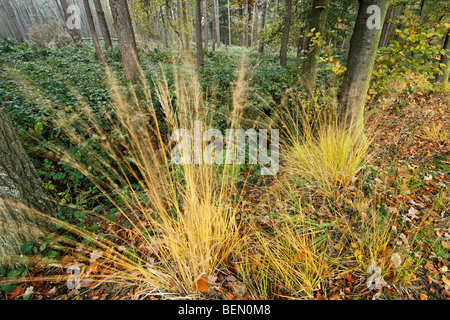 Canche cespiteuse (Deschampsia cespitosa), Belgique Banque D'Images