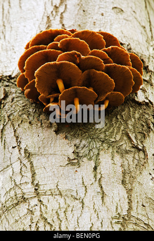 Scalycap or toadstools (Pholiota aurivella) on beech tree Banque D'Images