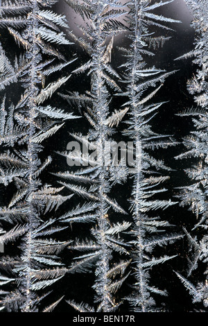 Cristaux de glace / fleurs de givre sur la fenêtre gelés en hiver, Belgique Banque D'Images