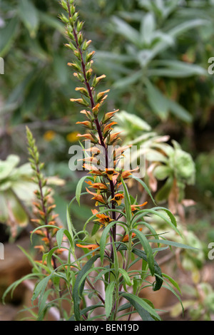 Gran Canaria Pineforest Isoplexis isabelliana, digitale, Scrophulariaceae, Îles Canaries Banque D'Images