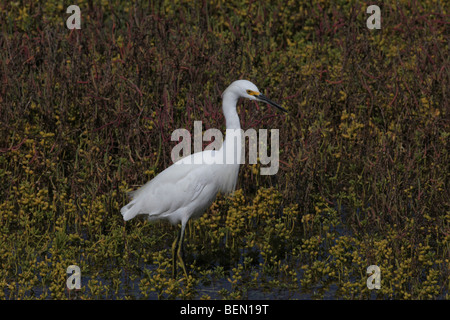 Une Aigrette neigeuse à chercher de la nourriture dans un marais humides Banque D'Images