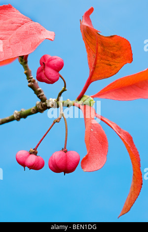 Arbre en fleurs fusain d'Europe (Euonymus europaeus) Banque D'Images