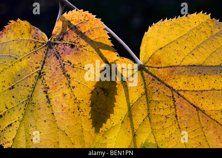 Tilleul commun Tilia feuilles en couleurs d'automne jaune Banque D'Images