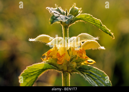 Lamium galeobdolon archange (jaune) en fleurs au printemps Banque D'Images