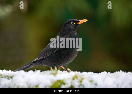 Blackbird (Turdus merula) de sexe masculin dans la neige en hiver Banque D'Images