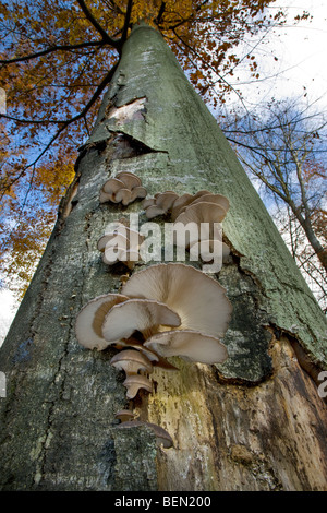 Pleurote Huître / champignon (Pleurotus ostreatus) growing on tree trunk in forest Banque D'Images