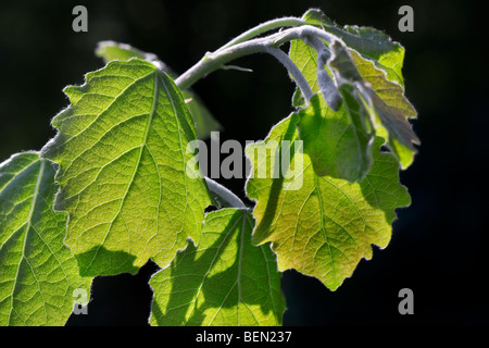 Tremble (Populus tremula) laisse au printemps Banque D'Images