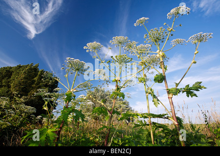 La berce du Caucase (Heracleum sphondylium), Belgique Banque D'Images