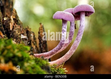 Le fourbe améthyste (Laccaria amethystina champignons / Laccaria amethystea) Banque D'Images