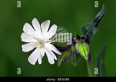 White (Silene latifolia / Melandrium album) en fleurs au printemps Banque D'Images