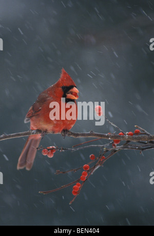 Plaisir Rare : le nord de l'homme, le Cardinal rouge Cardinalis cardinalis, manger baie de houx perché sur une branche dans la tempête de neige Banque D'Images