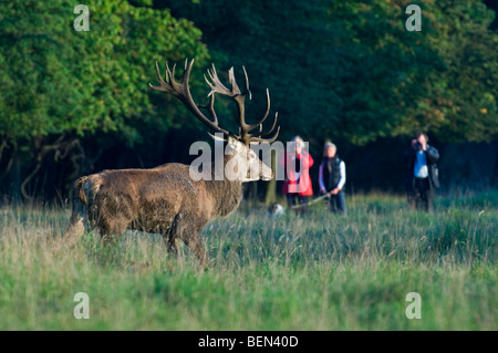 Red Deer (Cervus elaphus) et les touristes à Jaegersborg, Danemark Banque D'Images