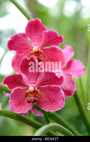 Orchid à malasag eco tourism village cugman Cagayan de Oro Mindanao aux Philippines Banque D'Images