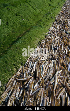 Atlantic jackknife jackknife / American (Ensis Ensis directus / americanus) le long de la jetée, la mer du Nord, Belgique Banque D'Images