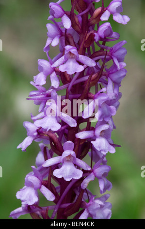 Orchidée parfumée (Gymnadenia conopsea), La Brenne, France Banque D'Images