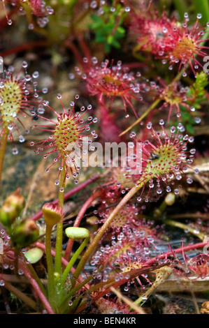 Oblong-leaved sundew / Spoonleaf Sundew (Drosera intermedia), Kalmthoutse Heide, Belgique Banque D'Images