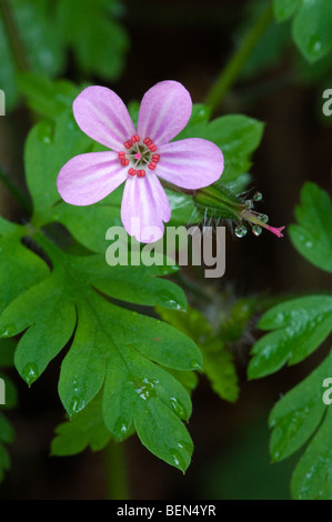 Herb Robert (Geranium robertianum) floraison au printemps en forêt Banque D'Images