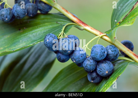 Le sceau de Salomon commun (Polygonatum multiflorum) baies, Belgique Banque D'Images