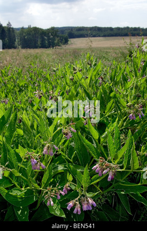 Consoude consoude Quaker / communes / l'eupatoire perfoliée / knitbone (Symphytum officinale) en fleurs Banque D'Images