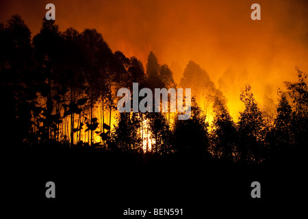 Feu de forêt Banque D'Images