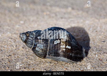 Buccin commun (Buccinum undatum) shell sur plage, Belgique Banque D'Images