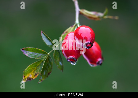 Chien d'églantier (rosa canina), Belgique Banque D'Images