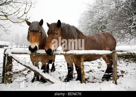 Chevaux belge Belgian Heavy / Chevaux / Brabant (Equus caballus) dans la neige en hiver paysage, Belgique Banque D'Images