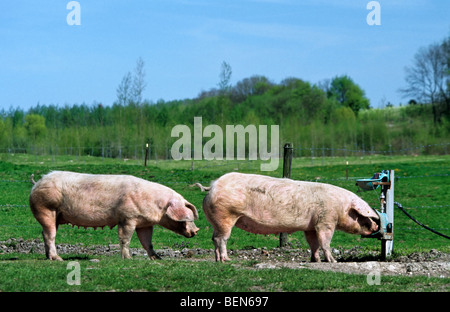 Deux porcs (Sus scrofa domestica) dans la zone d'alcool, Belgique Banque D'Images
