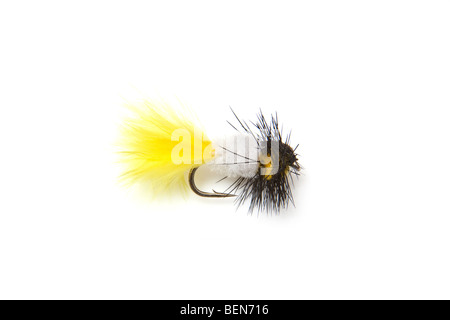 Montana truite bee fly isolated on a white studio Banque D'Images