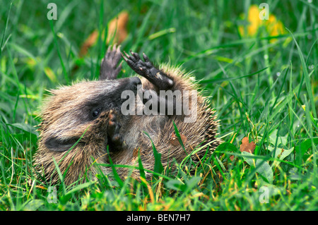 Portrait d'hérisson européen (Erinaceus europaeus lové dans l'herbe au jardin) Banque D'Images